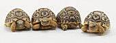 Four baby leopard tortoises
