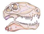 Skull of Dimetrodon synapsid, illustration