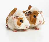 Young Abyssinian guinea pigs