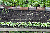 Allotment bed