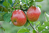Apples 'Lord Lambourne' on tree