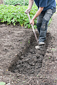 Man digging trench on allotment
