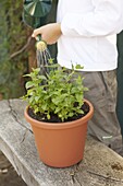 Watering mint plant in plant pot
