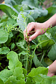 Removing weed from vegetable crop