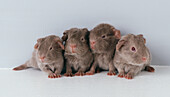 Four brown baby guinea pigs in line