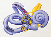 Internal anatomy of human inner ear, illustration