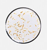 Daphnia water fleas in a petri dish