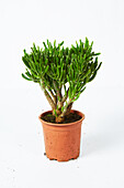 Hobbit jade (Crassula ovata) plant in pot