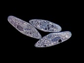 Paramecium caudatum, light micrograph