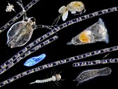 Pond life, composite light micrograph