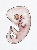 Bird embryo at 5 weeks, illustration