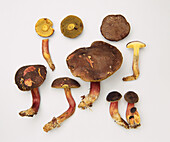 Red-cracking bolete mushroom