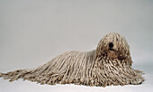 Komondor lying down