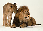 Lioness preening male lion's mane