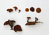 Brown oak disc mushrooms