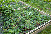 Strawberry plants in raised beds under protective netting