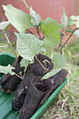 Young runner bean (Phaseolus coccineus) plants