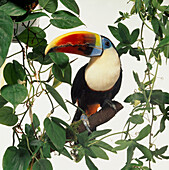 Cuvier's toucan perching on branch
