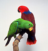 Female and male eclectus parrots