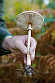 Freshly picked large field mushroom