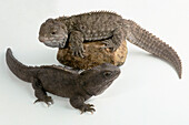 Tuatara