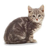 Non-pedigree grey tabby kitten