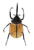 Male hercules beetle