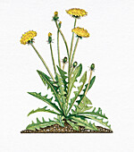 Dandelion (Taraxacum officinale), illustration