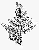 Fern leaf, illustration