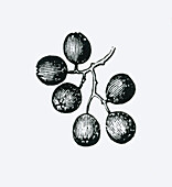 Rowan berries, illustration