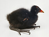 Moorhen chick