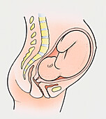 Full term foetus, illustration