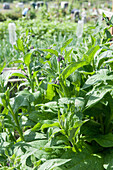 Comfrey (Symphytum sp.) plants