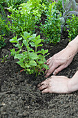 Planting basil (Ocimum basilicum)
