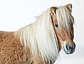 Shetland pony