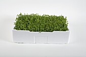 Pea shoots in box