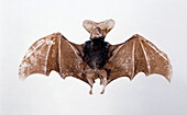 Bat with spread wings