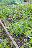 Weeds on allotment