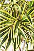Song of India plant (Dracaena reflexa)