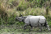 Indian one-horned rhinoceros