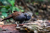 Mountain peacock-pheasants