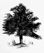 Churchyard yew tree, illustration