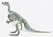 Iguanodon skeleton, illustration