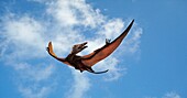 Eudimorphodon in flight, illustration