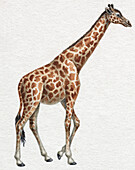 Giraffe, illustration