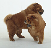 Two chow chows together