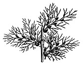 Section from water plant, illustration