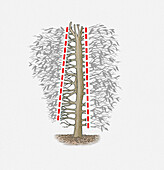 Shaping branches of a hedge, illustration