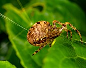 Garden spider on spider silk