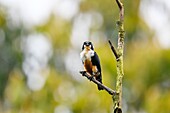 Black-thighed falconet